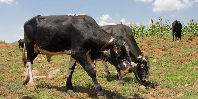 OUTBREAK OF UNKNOWN CATTLE DISEASE THROUGHOUT THE COUNTRY